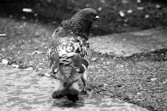 flickr_00146