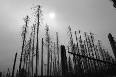 flickr_0071