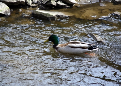 flickr_00342