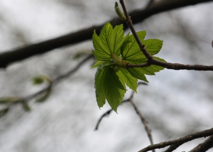 flickr_00346