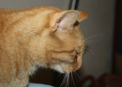 flickr_00363
