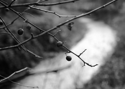 flickr_00375