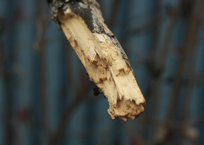 flickr_00380