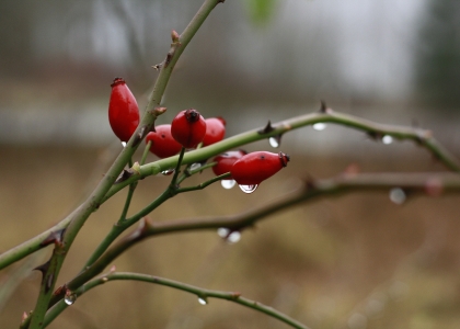 flickr_00408