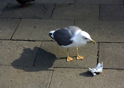 flickr_00673