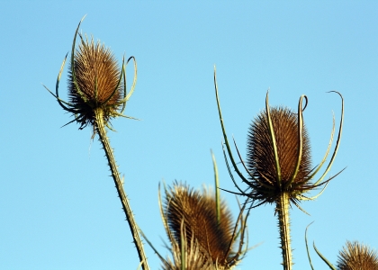 flickr_00678